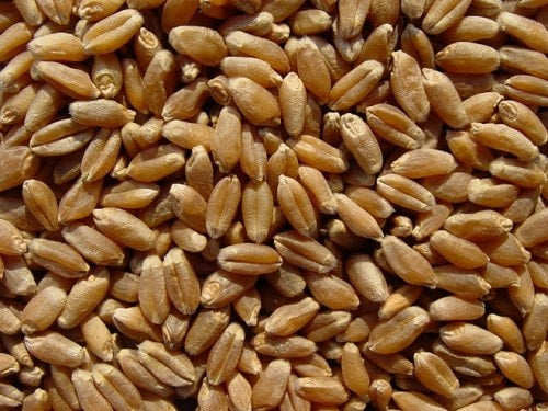 Whole Wheat Berries