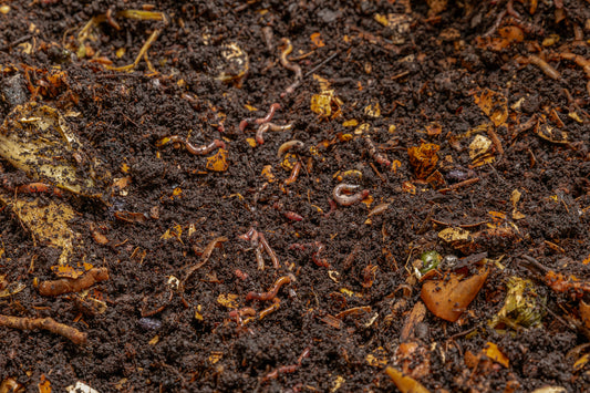 Worm Castings for Lawn