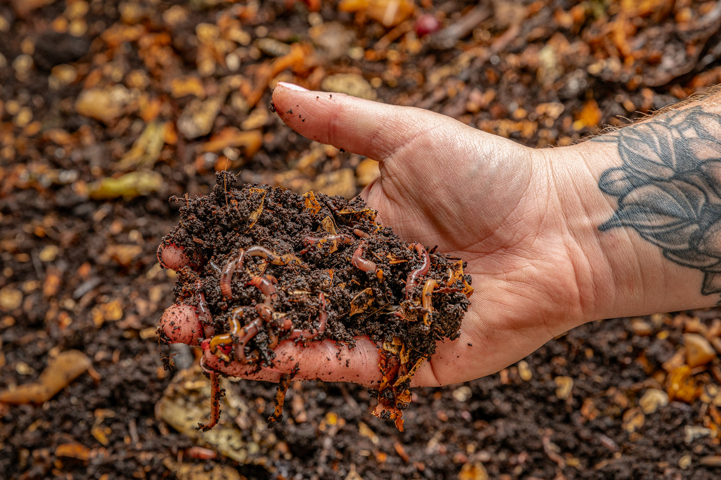 Worm Castings Beginner Kit